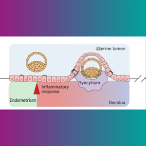 Human embryo implantation-1